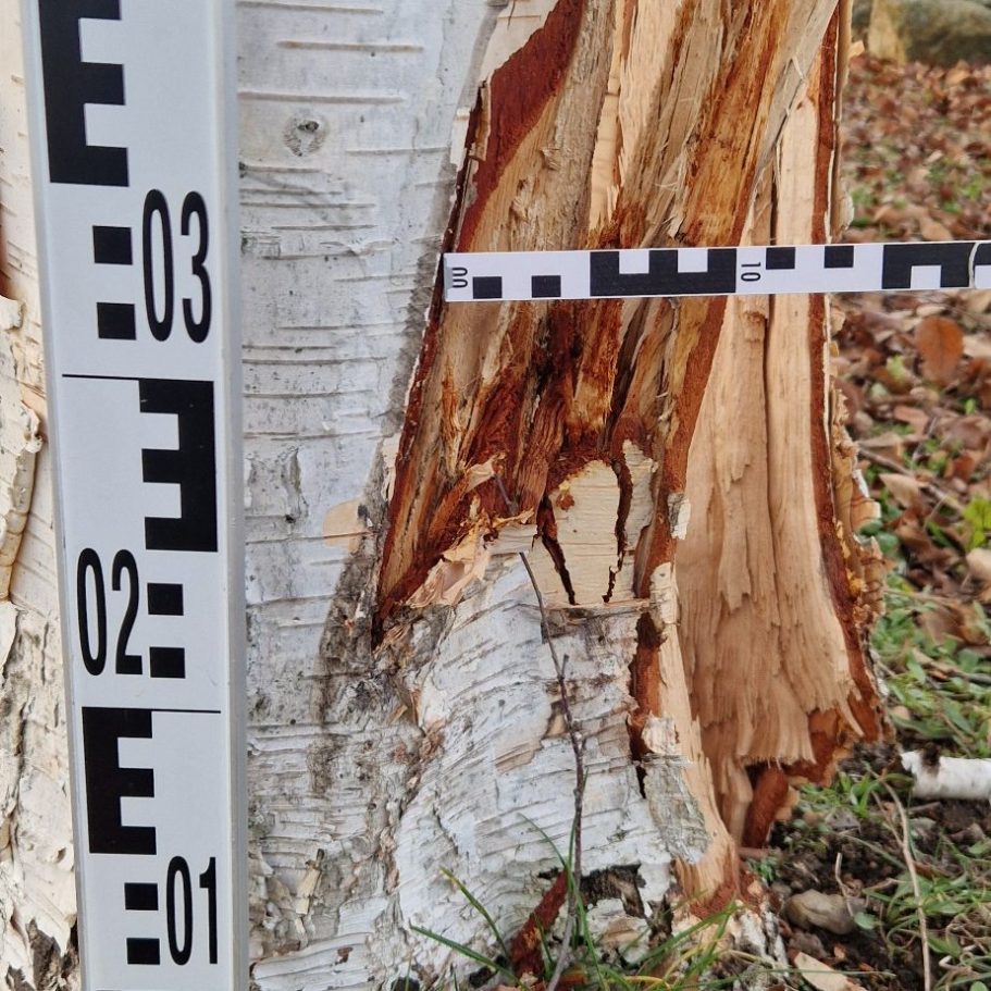 Gehölzwertermittlung Schaden