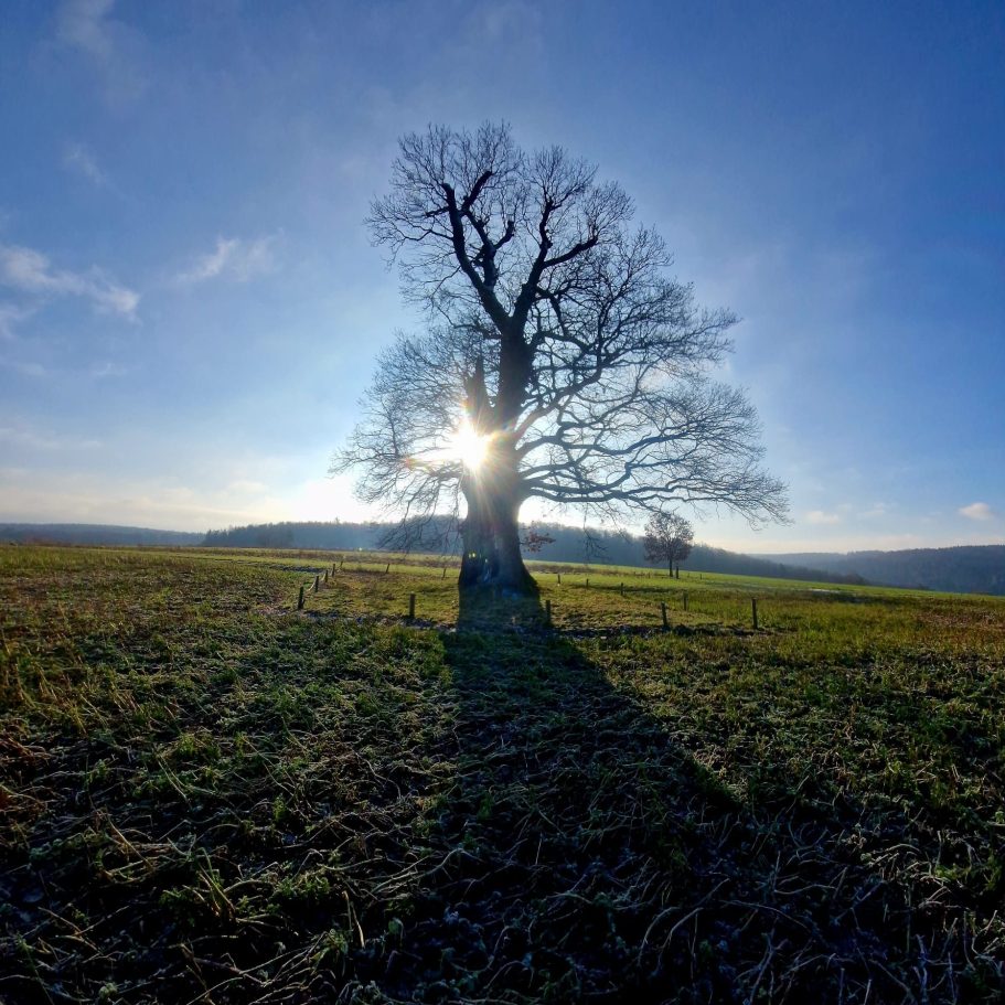 Gehölzwertermittlung