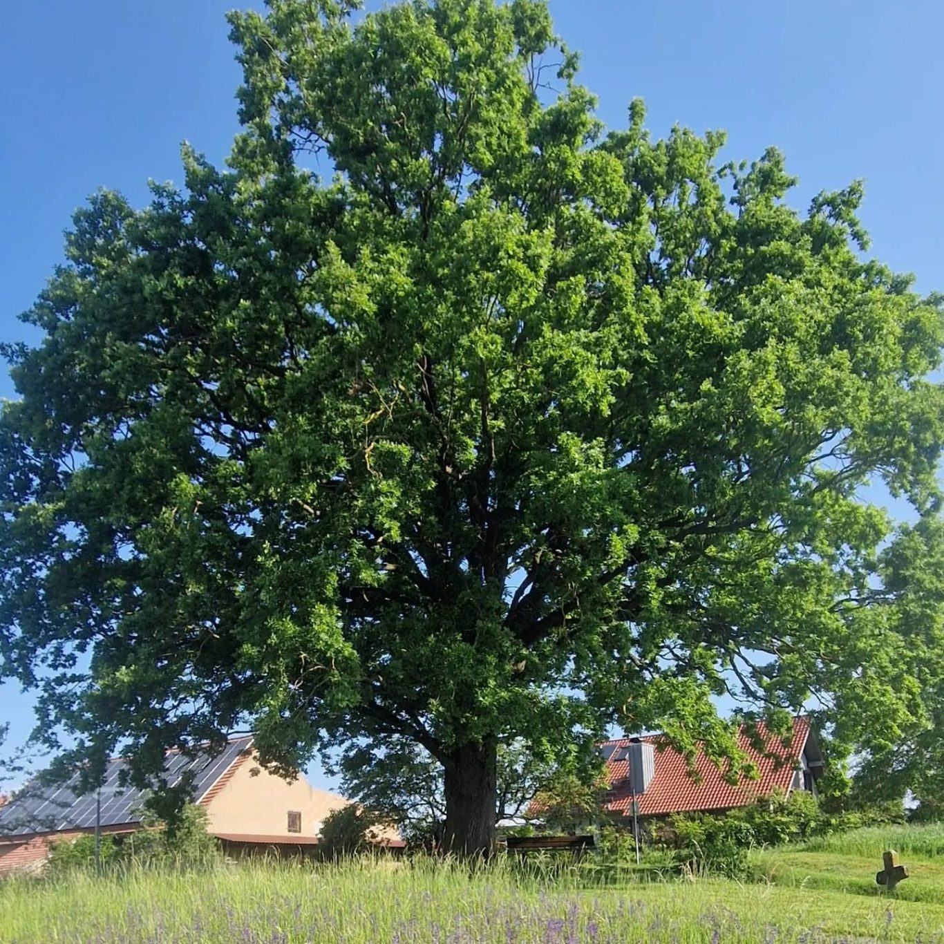 Gehölzwertermittlung